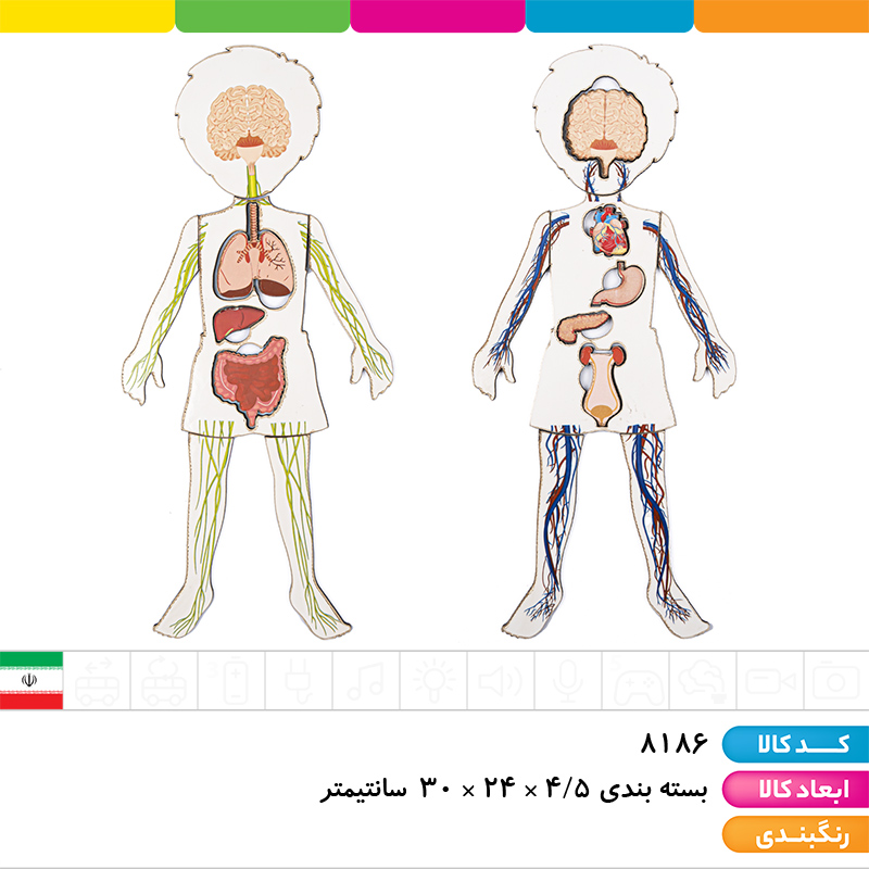 پازل اعضای بدن